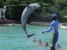 Dolphin Cove Jamaica Adventure Tour Ocho Rios 